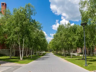 Path through the Bates College campus lined with birch trees in Lewiston Maine