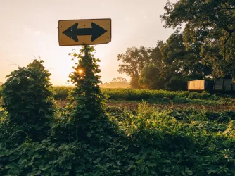 Rustic road sign covered in kudzu in country field at sunrise.jpg