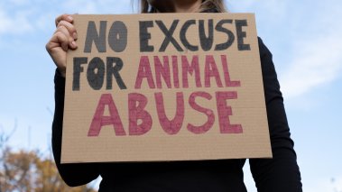 Woman holding placard sign with text No Excuse for Animal Abuse