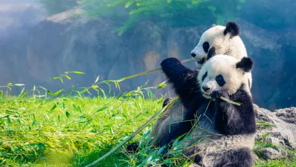 Mother Panda and her baby Panda are Snuggling and eating bamboo in the morning in a zoo in France 