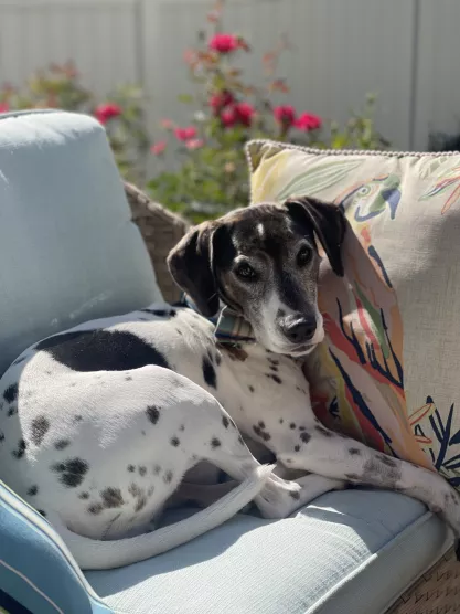 FIRE Mascot Jasper relaxing in the sunlight