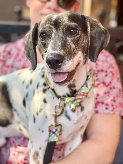 FIRE Mascot Jasper the Dalmatian being a good boy