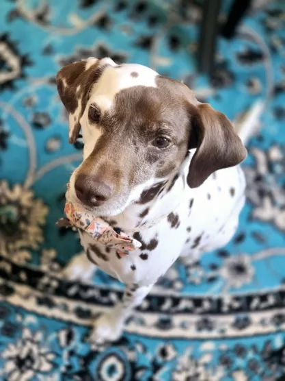 FIRE Mascot Jolene being a good girl