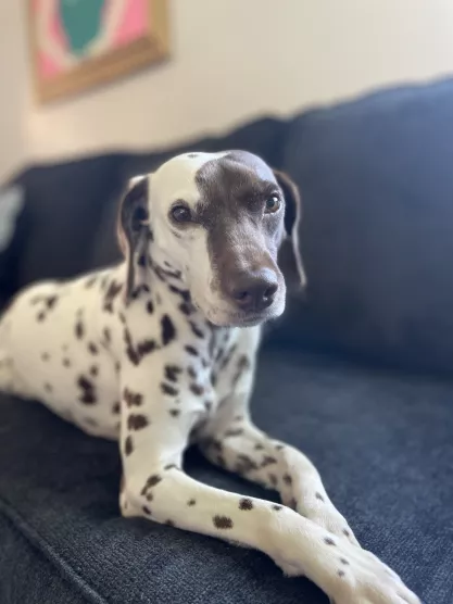 FIRE Mascot Jolene on a couch